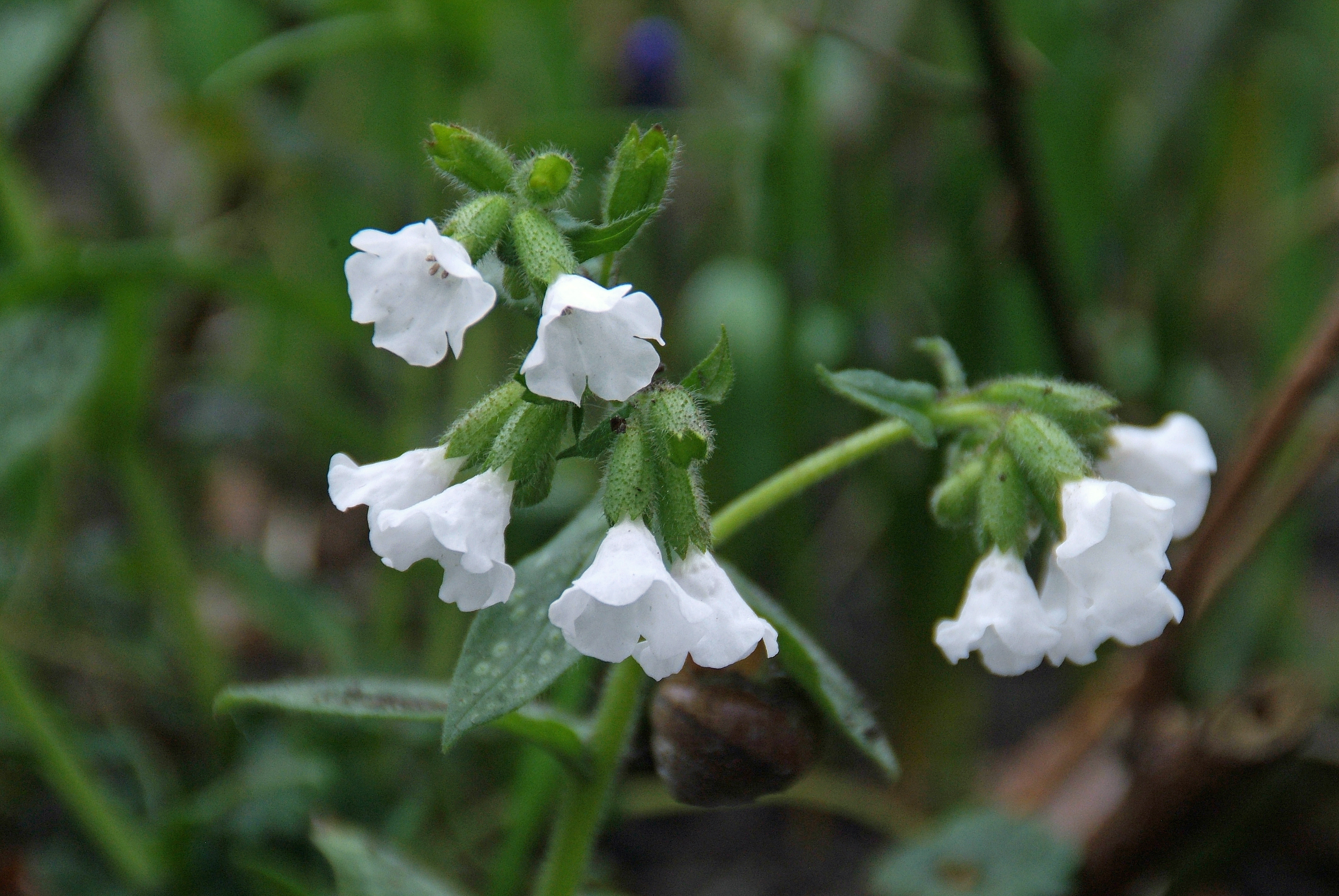 Pulmonaria officinalis  'Sissinghurst White'Longkruid bestellen